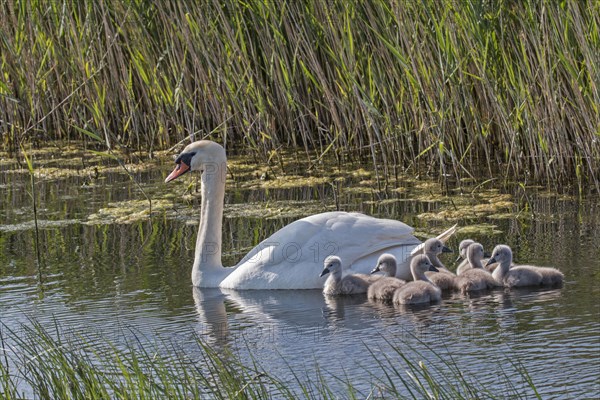 Mute Swan