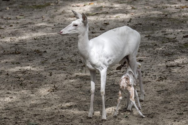 Leucistic White tailed Deer female with fawn