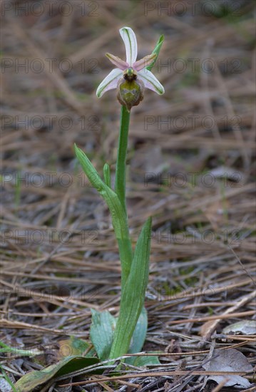 Elagant elagant orchid