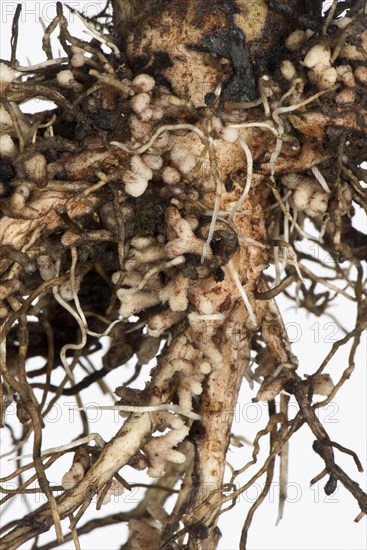 Root nodules for nitrogen fixation by Rhizobium bacteria