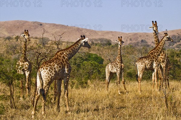 Herd of giraffes