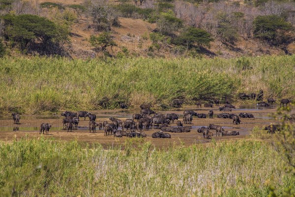 Herd of african buffalo