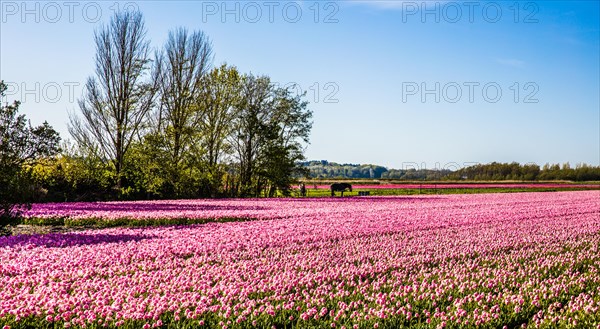 Flowering tulip fields