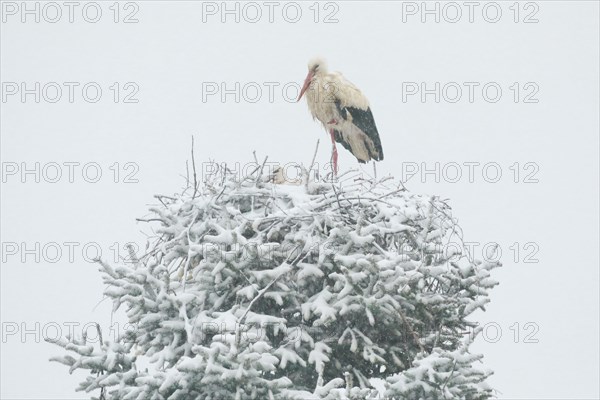 Pair of white storks in the midst of a snowstorm in their nest during the breeding season