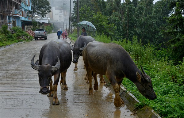 Water buffalo