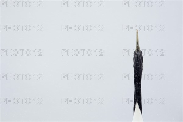 Adult Japanese red-crowned crane