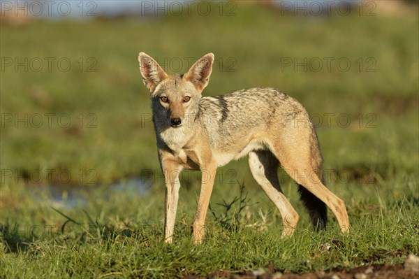 African Golden Wolf