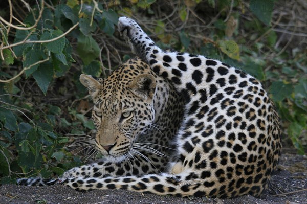 Pardus leopard niche leopards