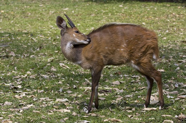 Bushbuck