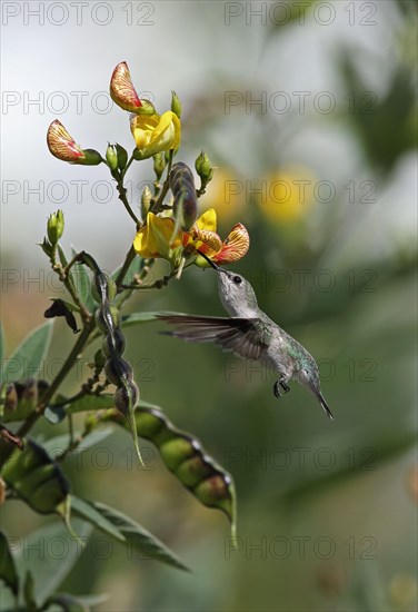 Verbena hummingbird