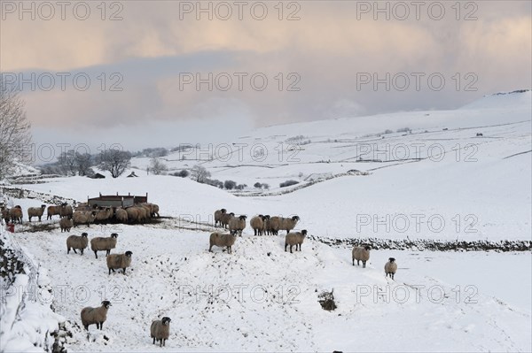 Swaledale Sheep