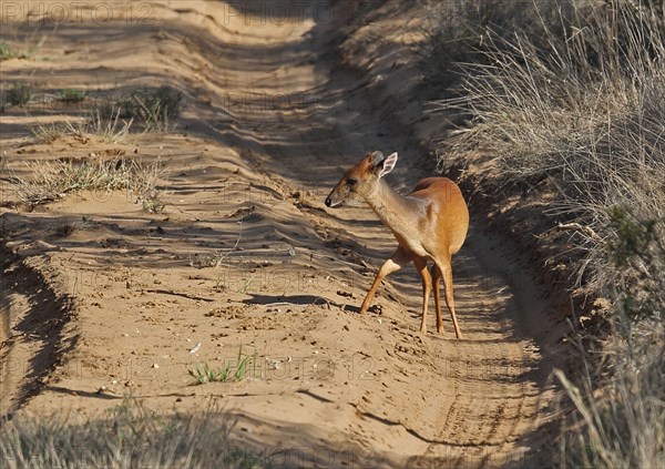 Red forest duiker