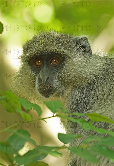 Blue white-lipped monkey