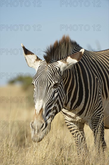 Grevy's grevy's zebra