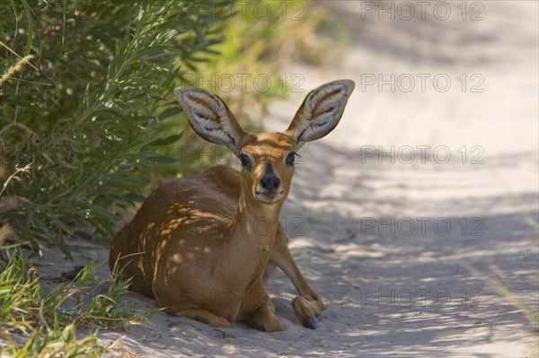 Steenbok