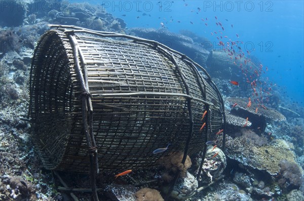 Fish traps and fish on the reef