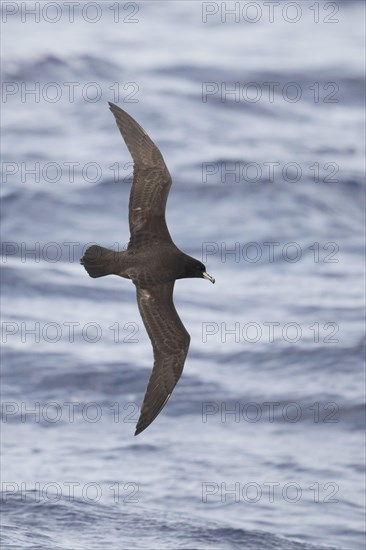 Westland petrel