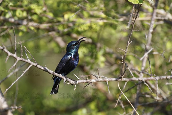 Purple Sunbird