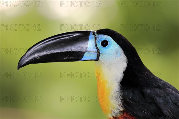 Channel-billed toucan