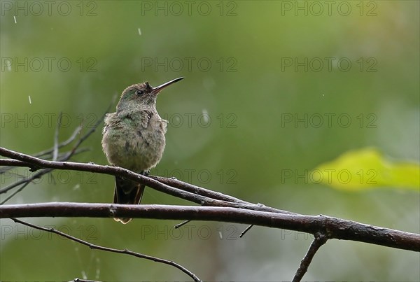 Scaly-breasted Hummingbird