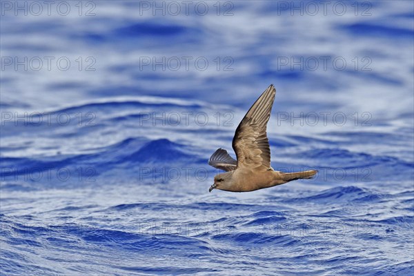 Tristram's Storm-petrel