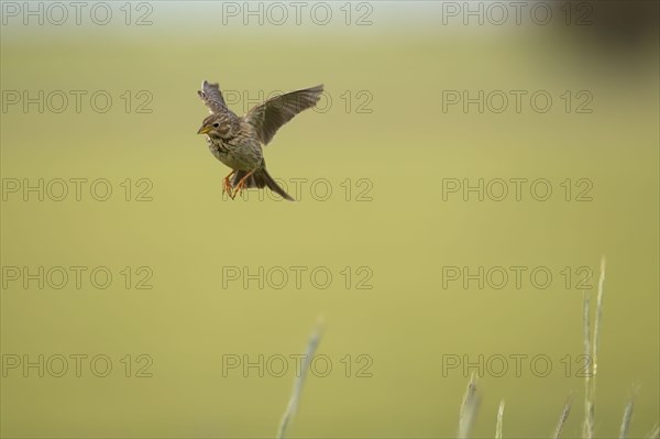 Corn Bunting