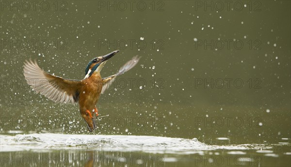 Common kingfisher