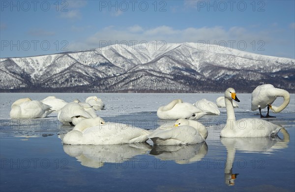 Adult whooper swan