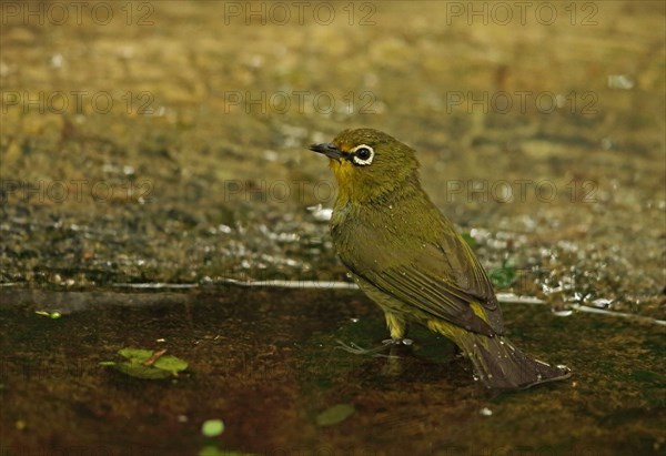 Cape white-eye