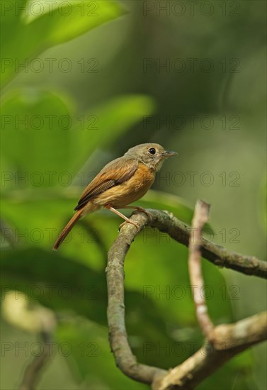 Ruddy-tailed Flycatcher