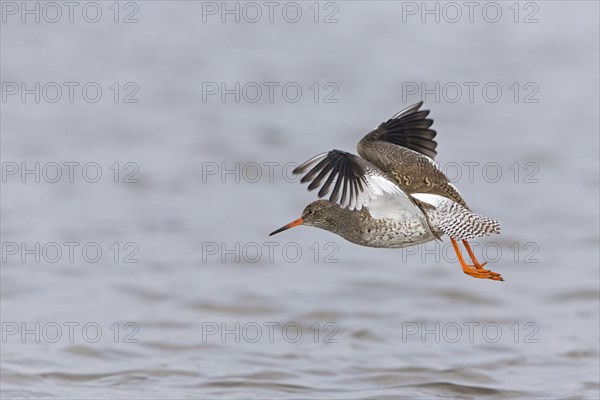 Common redshank