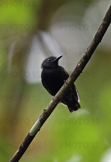 White-flanked Antwren