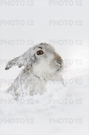 Mountain hare