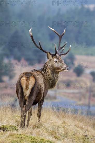 Red Deer