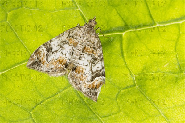 Dark Marbled Carpet