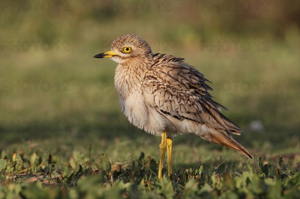 Eurasian Stone-curlew