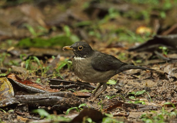 White-throated Thrush