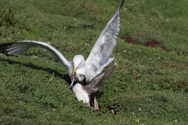 Adult european herring gull