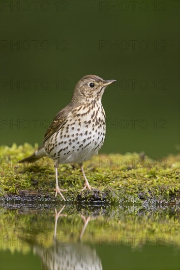 Song Thrush