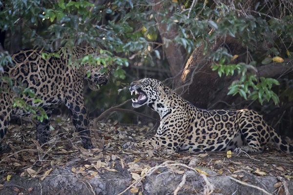 Parana jaguar