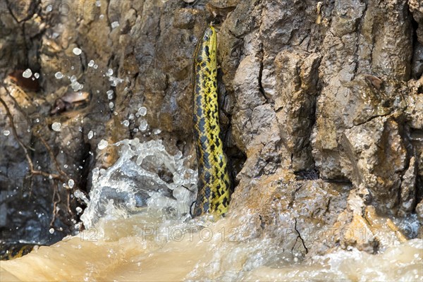 Yellow Anaconda