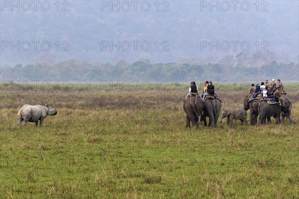 Tourists on Asian elephants watching adult Indian rhinos