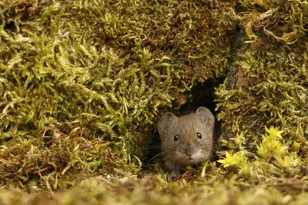 Bank voles