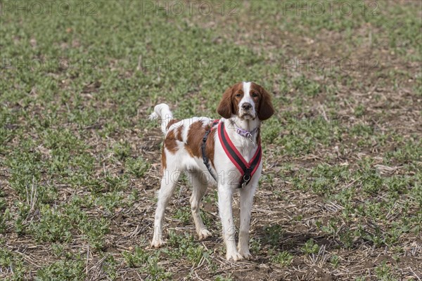 Irish red-white Setter