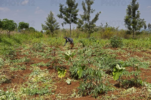 Rwandan woman harvesting potatoes in the field