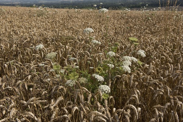 Wild carrot