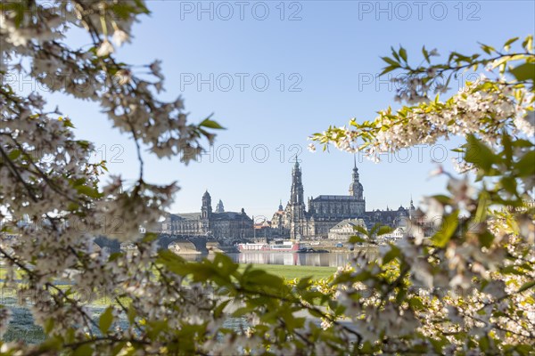 Blossoming cherry branches frame the buildings of the old town with the Elbe