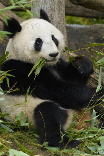 Giant Panda