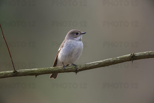 Spotted Flycatcher