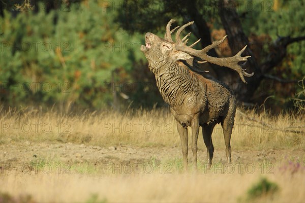 Red deer